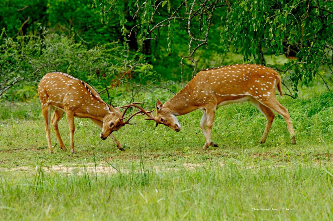 The Yala Adventure Hotell Tissamaharama Eksteriør bilde
